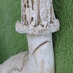 鹿の角（頭蓋骨付き）の画像