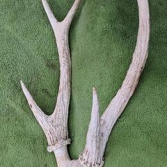 鹿の角（頭蓋骨付き）の画像
