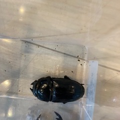 オオクワガタペアの画像