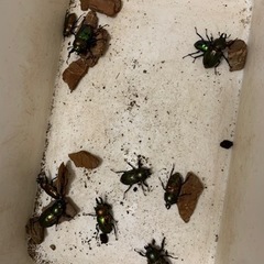 ニジイロクワガタ　　オスメスペアの画像