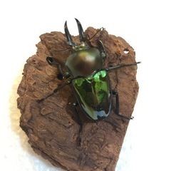 ニジイロクワガタ　　オスメスペア