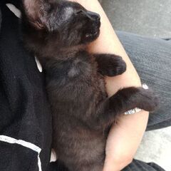 やんちゃで甘えん坊人懐っこいです！ - 猫