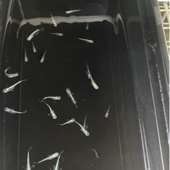 鯖の極み　若魚5匹