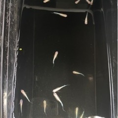 龍の瞳若魚5匹