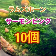 ラムズホーン　サーモンピンク　10匹