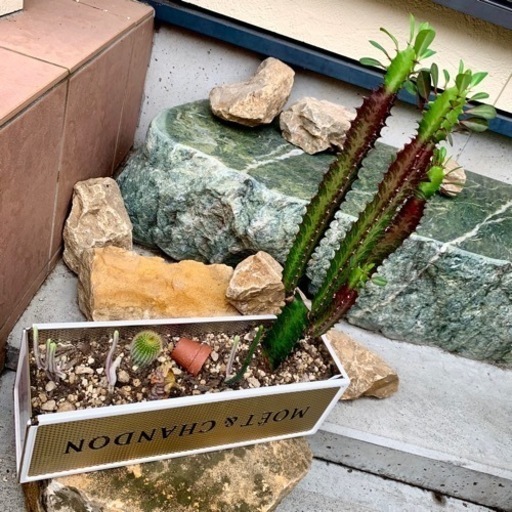 【ロックガーデン】寄せ植え