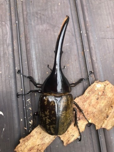 ④ヘラクレスオオカブトムシ　ペア　早いもの勝ち