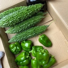 朝取り新鮮野菜　