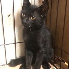 かわいい黒猫とサバトラちゃん雄の二匹（アプリの不具合のため16日...