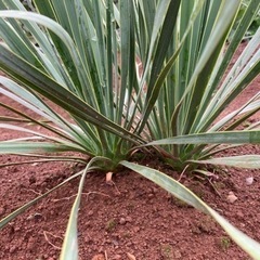 ロストラータ ダブルヘッド