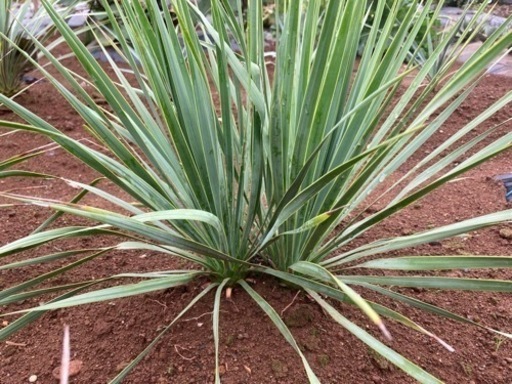 ロストラータ　ダブルヘッド