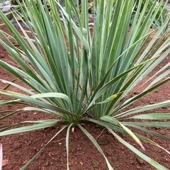 ロストラータ　2株セット 超お得な②株SET❗️どちらも子株②つ❗️ユッカ ロストラータ の通販