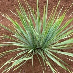 ロストラータ ダブルヘッド