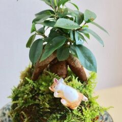 丸くてかわいい★こけだまづくり★