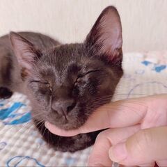 黒猫ルルは可愛いおてんばさん❣❣