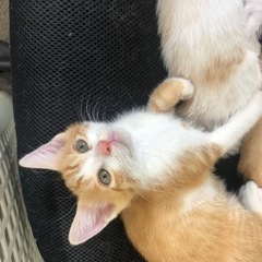 地域ねこの里親さん募集してます