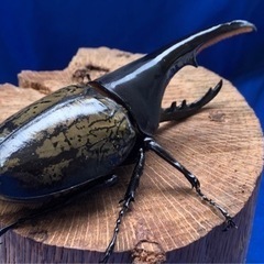 ヘラクレスオオカブト　♂の画像