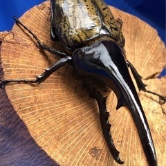 ヘラクレスオオカブト　♂の画像