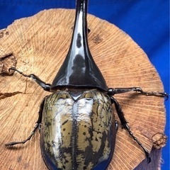 ヘラクレスオオカブト　♂の画像