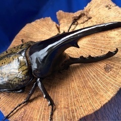 ヘラクレスオオカブト　♂