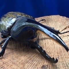 ヘラクレスオオカブト　♂の画像