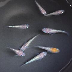 再値下げ！メダカ めだか 月華 幼魚 稚魚の画像