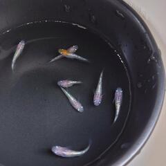 再値下げ！メダカ めだか 月華 幼魚 稚魚の画像