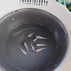 再値下げ！メダカ めだか 月華 幼魚 稚魚の画像