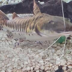熱帯魚(２５cm) タイガーシャベルノーズ (ナマズ)