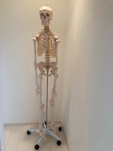 骨格標本　全身