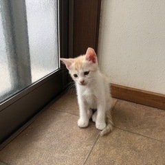 地域ねこの子ねこの里親さん募集
