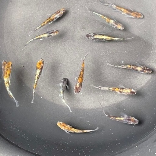 メダカ　ラディウス　成魚　14匹