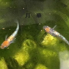 メダカ　月華の有精卵40個(保証分含む)