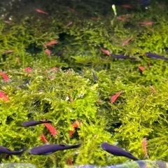 年末年始　当日連絡OK,手渡し限定　レッドチェリーシュリンプ・烈火シュリンプ:10匹500円、ブラックモーリーの画像