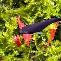 年末年始　当日連絡OK,手渡し限定　レッドチェリーシュリンプ・烈火シュリンプ:10匹500円、ブラックモーリーの画像