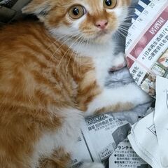 [募集停止]生後2ヶ月半くらいの茶白子猫ちゃん