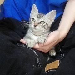 【募集一時停止します。】【2ヶ月半仔猫　オス】ヤンチャで人懐っこ...
