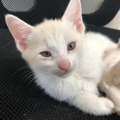 地域ねこ3兄弟の末っ子の里親さん募集！ - 里親募集