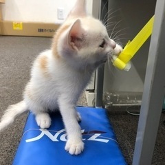 地域ねこ3兄弟の末っ子の里親さん募集！ - 猫