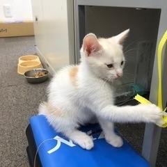 地域ねこ3兄弟の末っ子の里親さん募集！