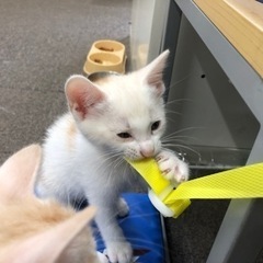 地域ねこ3兄弟の末っ子の里親さん募集！ - 坂東市