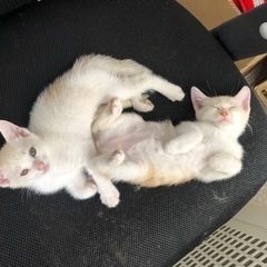 地域ねこ3兄弟の末っ子の里親さん募集！ − 茨城県