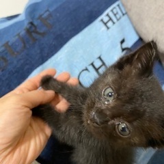 黒猫の赤ちゃん🐈‍⬛里親探してます。
