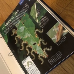 ディアゴスティーニ 世界の昆虫 データブック・レプリカ標本セット