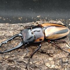 ファブリースノコギリクワガタ　タカクワイ　♂単品（一度使用済み）