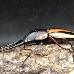 ファブリースノコギリクワガタ　タカクワイ　♂単品（一度使用済み）の画像