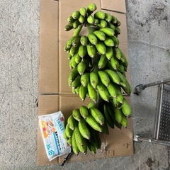 島バナナ　1kg500円の画像