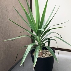 ユッカ(青年の木)  黒鉢