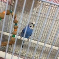 セキセイインコ青色？紫色？