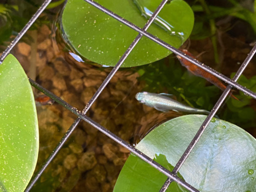 みゆきメダカの稚魚